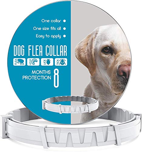 Dog Collar 8 Months Protection - One Size Fits All - Waterproof and Adjustable - Gray