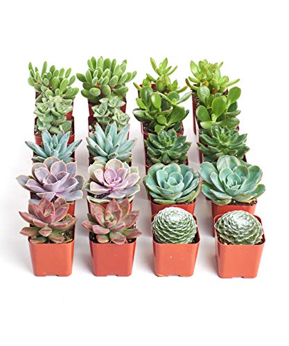 Shop Succulents Collection Assortment of Hand Selected, Fully Rooted Live Indoor Succulent Plants, 20-Pack