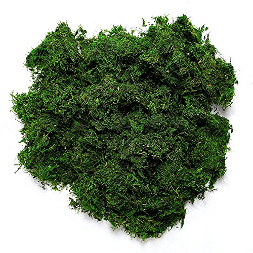 Byher 92926 Preserved Forest Moss, Fresh Green (8OZ)