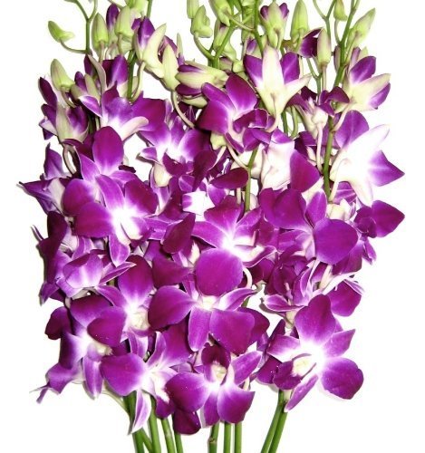 Premium Cut Purple Orchids (10 Stems Orchids)