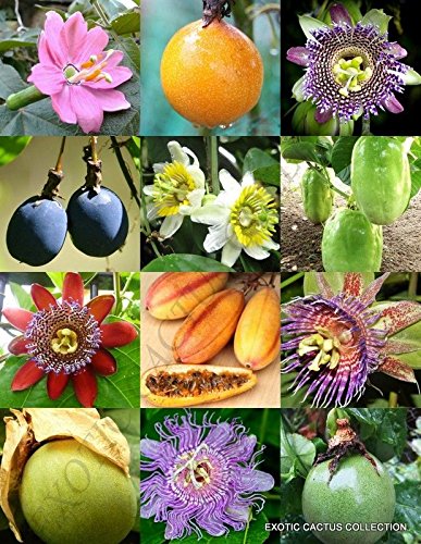 PASSIFLORA mix - PASSION FRUIT exotic edible tropical flower vine seed 25 seeds