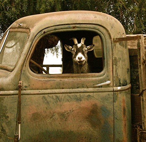 Goat Art Print,'Truck Driving Goat', Signed 8'x8' digital archival print
