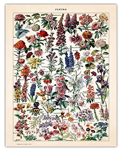 Vintage Flower Poster Print - (11x14) Unframed Photo For Home, Office, Dorm & Bedroom Decor - Great Gift Idea Under $15 for Botanical Prints Wall Art Enthusiasts