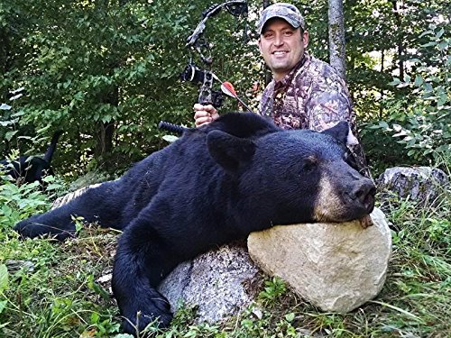 New Hampshire Black Bear